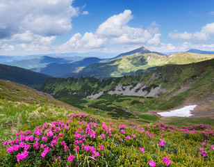 Summer landscape with pink flowers in the mountains