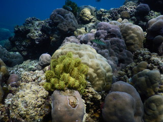 Korallengarten am Biorock Project Pemuteran Bali Indonesien