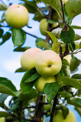 Apple tree with ripe apples