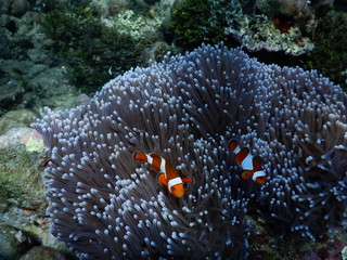 Fototapeta na wymiar Clownfisch Anemonenfisch Biorock Projct Pemuteran Bali Indonesien