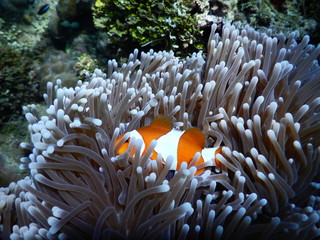 Naklejka na ściany i meble Clownfisch Anemonenfisch Biorock Projct Pemuteran Bali Indonesien