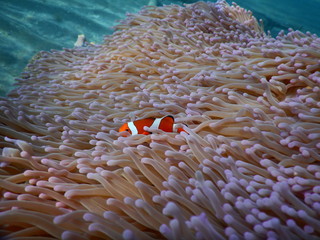 Clownfisch Anemonenfisch Biorock Projct Pemuteran Bali Indonesien