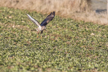Mäusebussard (Buteo buteo)