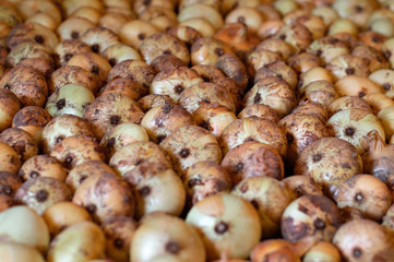 Raw white onion background