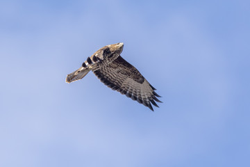 Mäusebussard (Buteo buteo)