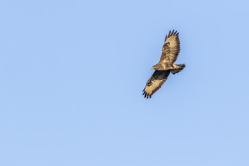 Mäusebussard (Buteo buteo)