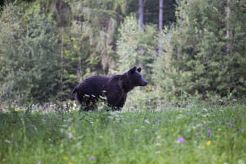 Brown bear