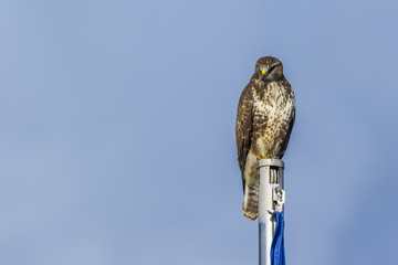 Mäusebussard (Buteo buteo)