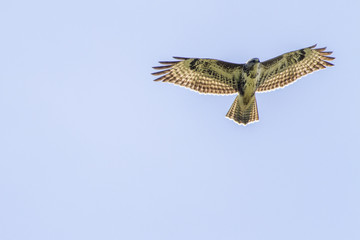 Mäusebussard (Buteo buteo)