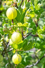Mature gooseberries