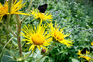 The flower of Inula closeup