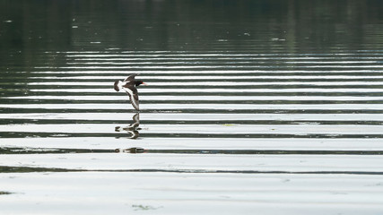 Geometry of flight  : flying sandpipers ( charadrii) double- reflected in the water in the Gaulosen...