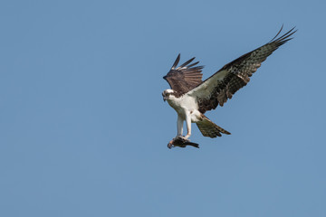 Osprey Clutching Fish