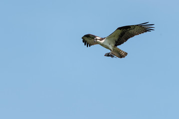 Osprey with Fish