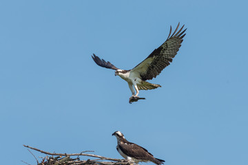 Fototapeta na wymiar Osprey Landing at Nest
