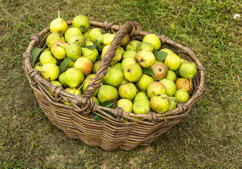 Wicker basket full with pears standing on the grass, fruit, punchbag