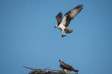 Osprey Landing with Dinner