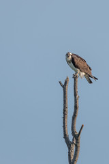 Angry Osprey