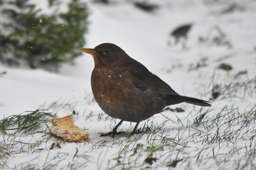 Female blackbird in winter