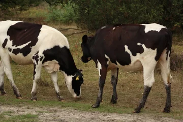 Foto auf Leinwand Kuh im Wald © emieldelange