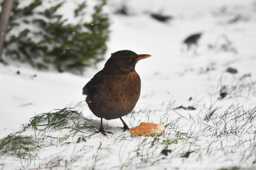 Feeding in snow