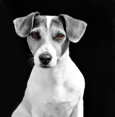 Fototapeta premium Jack Russel