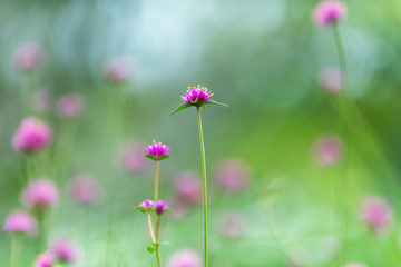 Pink flowers field and green leaves in the garden, select and soft focus