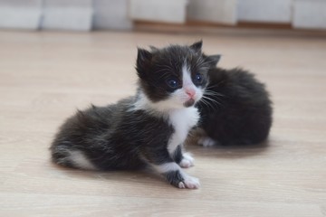 beautiful fluffy kittens on the floor photo