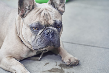 Obraz premium Adorable French Bulldog face