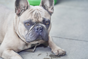 Obraz premium Adorable French Bulldog face
