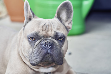 Fototapeta premium Adorable French Bulldog face
