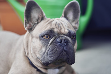 Obraz premium Adorable French Bulldog face