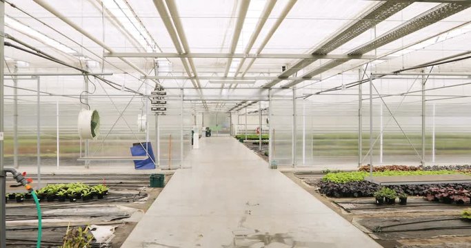 inside modern greenhouse. Fresh organic lettuce growing in a greenhouse