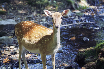 young deer in the forest
