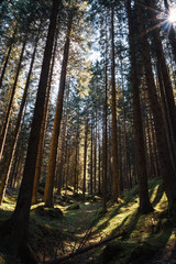 Obraz premium Foresta