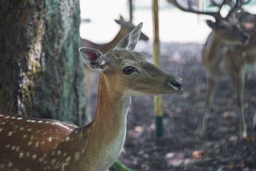 young deer in the forest