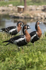 Duck breasted Goose.