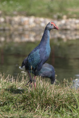 Bird Violet Sultan.