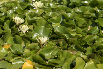 Background of Lily leaves