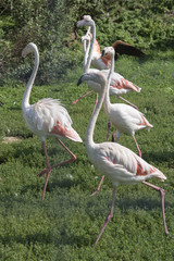 Flock of Pink Flamingos