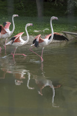 Flock of Pink Flamingos