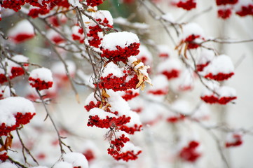 Sorbus aucuparia, Rowan under snow