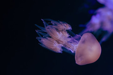 Méduse en plaine mer