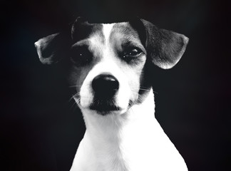 Jack Russel