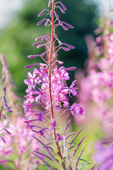 Beautiful pink flower on a blurred background. Summertime