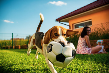 Adorable baby girl with mother and jumping beagle family dog on colorful blanket on green grass. Child having fun watching the dog with soccer ball in his month in summer garden.
