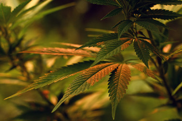 Close up of cannabis leaf, lit by warm early morning light
