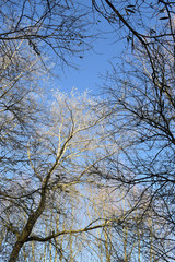 Silver trees in autumn