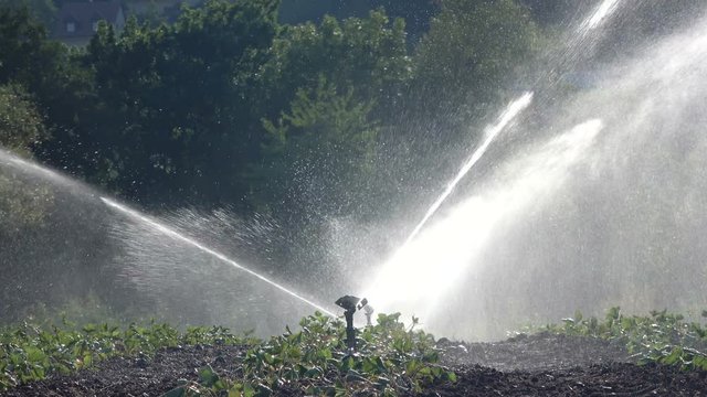 Bew&auml;sserungsanlage, Beregnungsanlage, Erdbeerpflanzen-Bew&auml;sserung, Tanzende Wasser