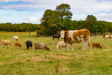 Fototapeta na wymiar Herd in a farm field in Ballyvaughan